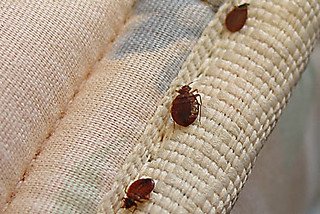 How To Prevent Bed Bugs? - Bed Bug Treatment Pros